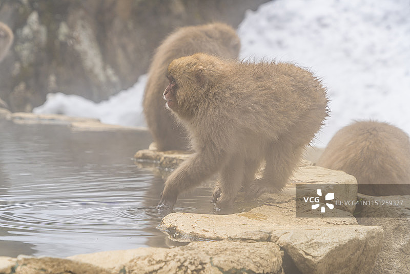 2月19日，在日本长野地狱谷雪猴公园，小雪猴在雪山温泉浴缸边摸温泉水并检查温度。图片素材