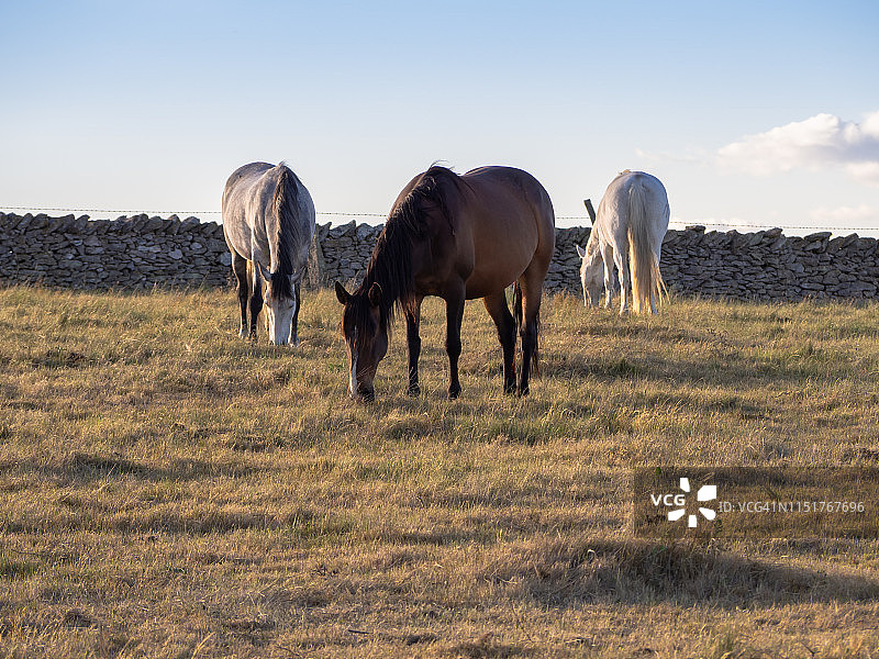 春天，三匹马在大漠里吃草图片素材