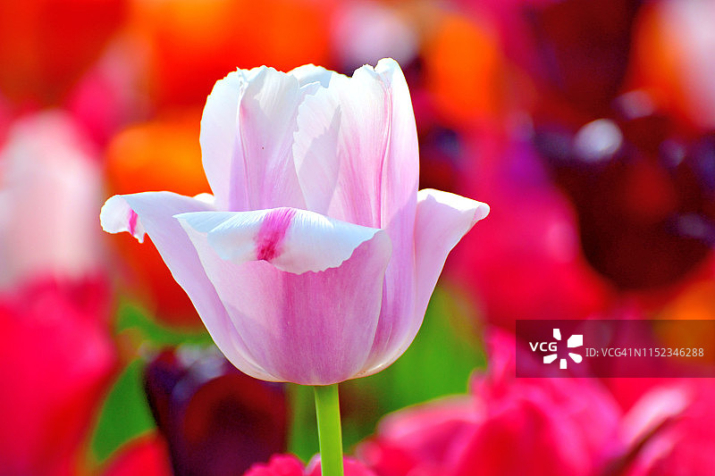 郁金香花与多色的背景图片素材