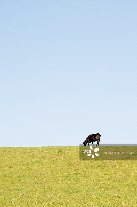 奶牛独自站在草地上，天空衬托着它的轮廓图片素材