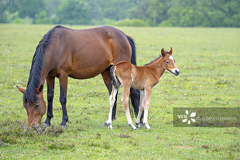 新森林小马驹和她的小马驹在新森林国家公园的特写照片，汉普郡，英国，英国图片素材