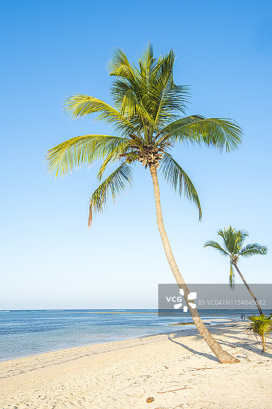 加勒比海热带海滩上的一棵椰子树图片素材