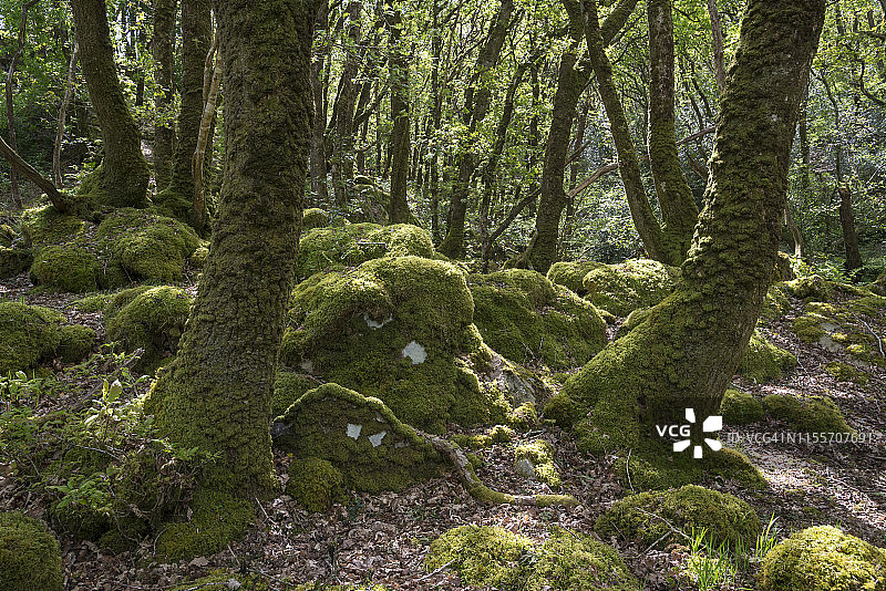 Ty Canol自然保护区，彭布罗克郡，威尔士图片素材