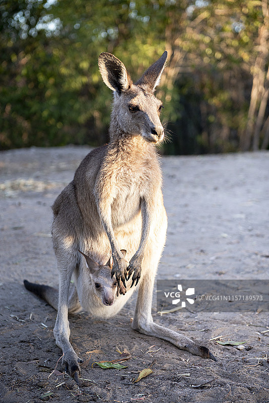 澳大利亚，昆士兰，袋鼠妈妈在她的育儿袋里带着小袋鼠图片素材