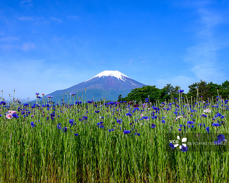 富士和鲜花图片素材