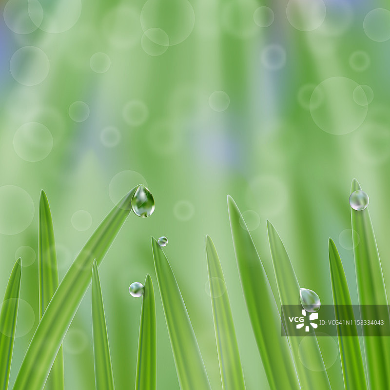 草在水滴与阳光的背景。自然清新的构图图片素材