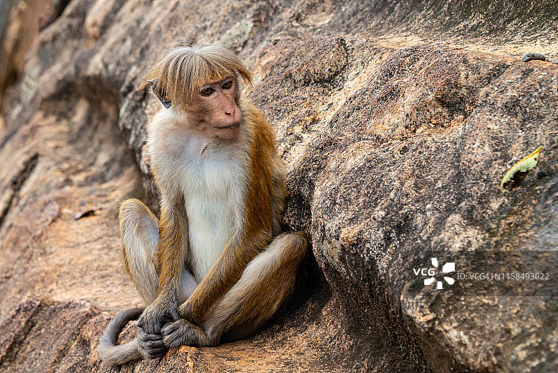 斯里兰卡西圭里亚狮子山的猴子图片素材