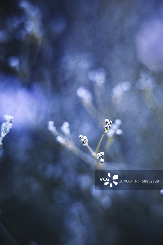 春天白色的小花。图片素材