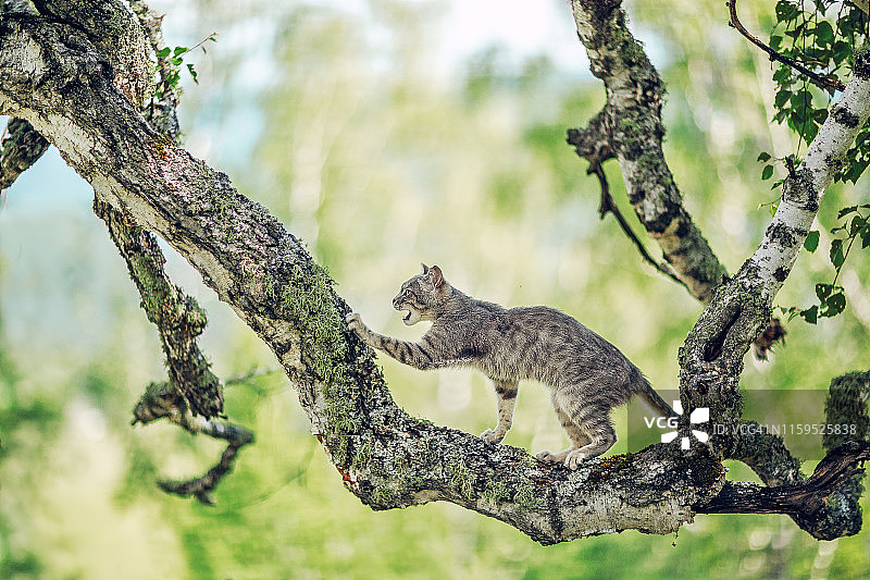 夏日里，一只灰条纹猫坐在树枝上图片素材