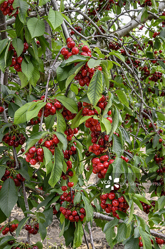 靠近成熟的樱桃在果树上图片素材