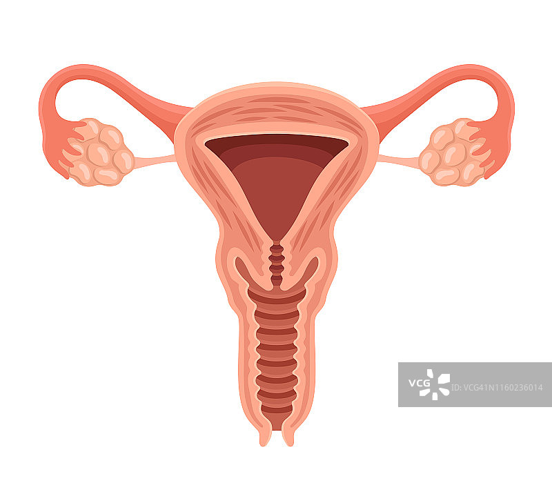 女性生殖系统图片素材