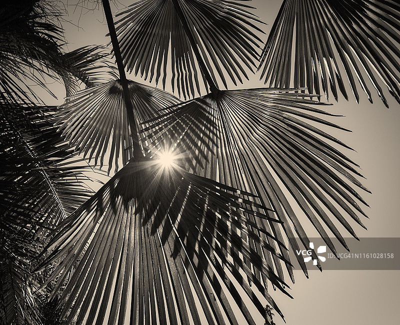 发光的棕榈叶图片素材