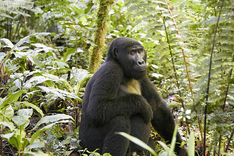 非洲，乌干达，布温迪密林，森林中的大猩猩图片素材