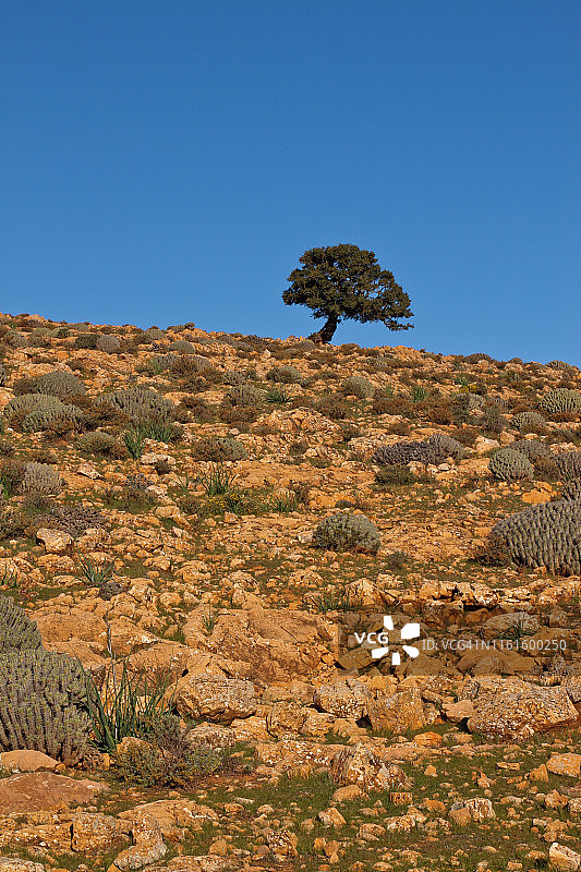 西非沙漠中的树图片素材