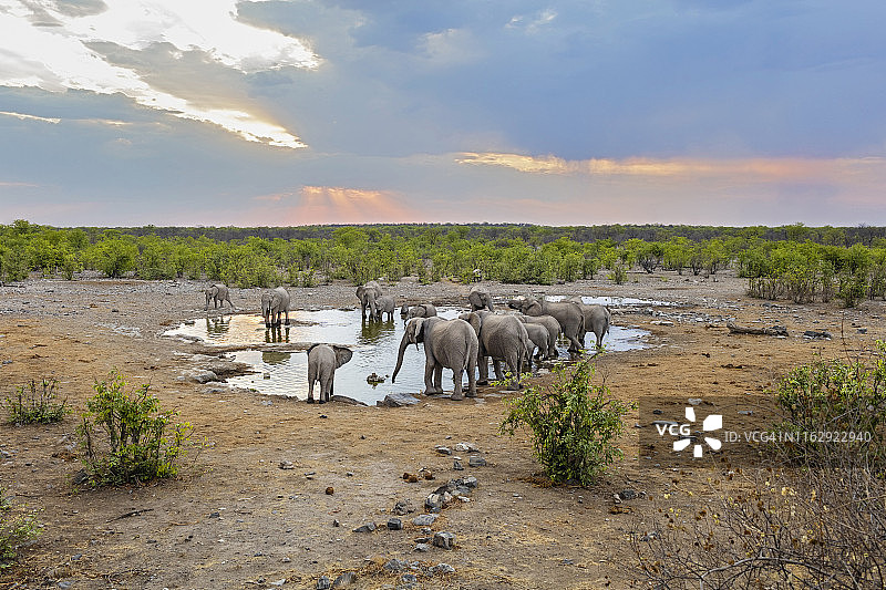 非洲纳米比亚埃托沙国家公园水坑里的大象图片素材