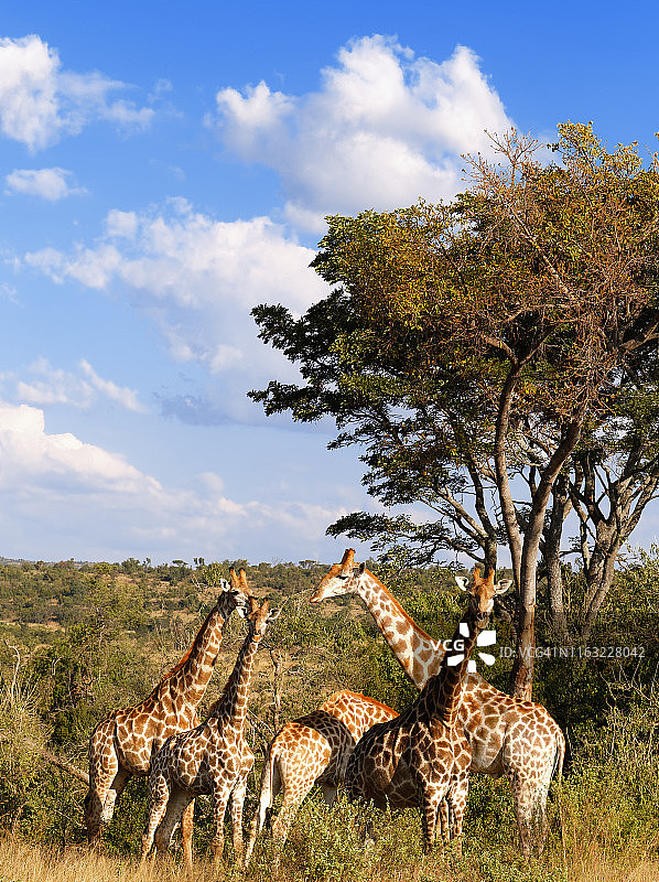 长颈鹿看着相机垂直图片素材