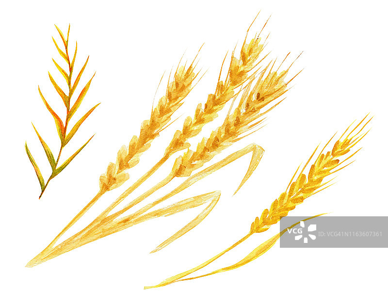 现实的小麦穗上的白色背景。水彩秋叶手绘插画。图片素材