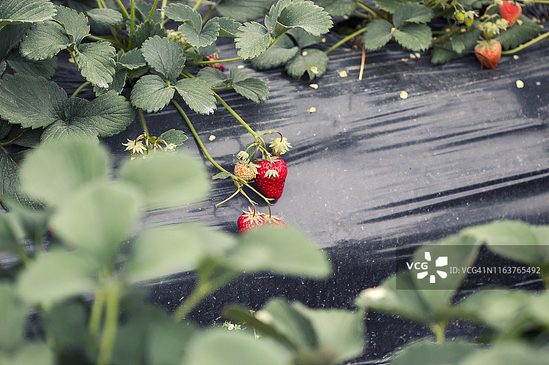 草莓地里的草莓图片素材