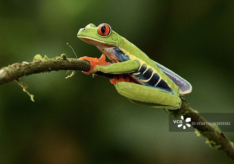 野生红眼树蛙图片素材
