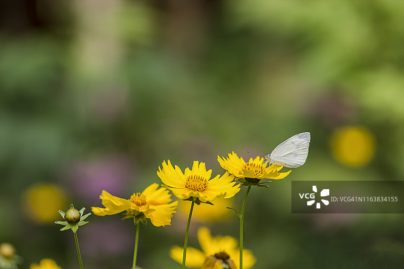 蝴蝶在雏菊上吸食花蜜图片素材
