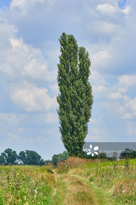 绿色的高大的树在田野图片素材