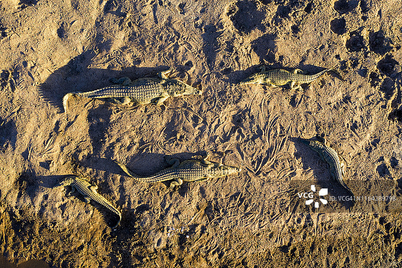 鸟瞰图一小群鳄鱼在河岸上晒太阳图片素材