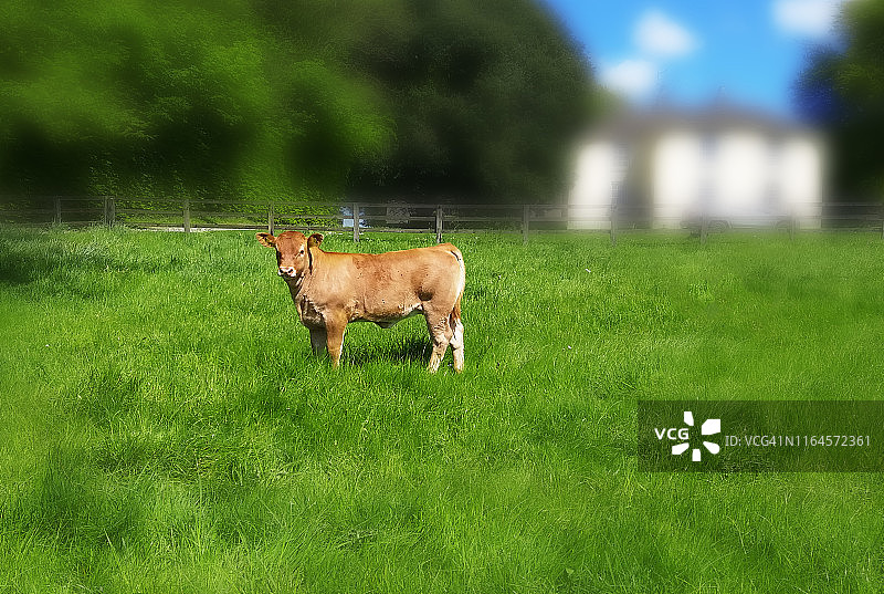 草地上的爱尔兰牛图片素材