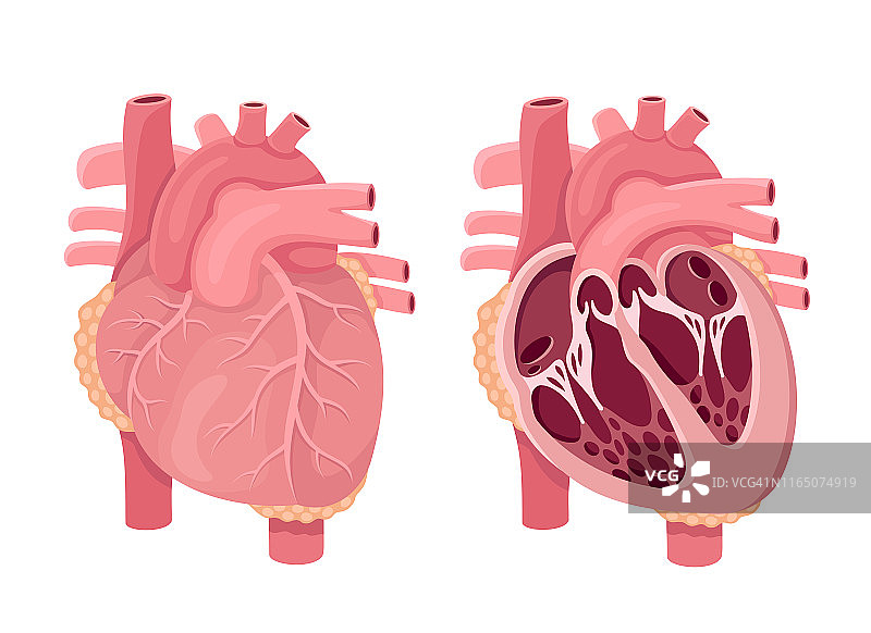 人体心脏解剖载体。图片素材