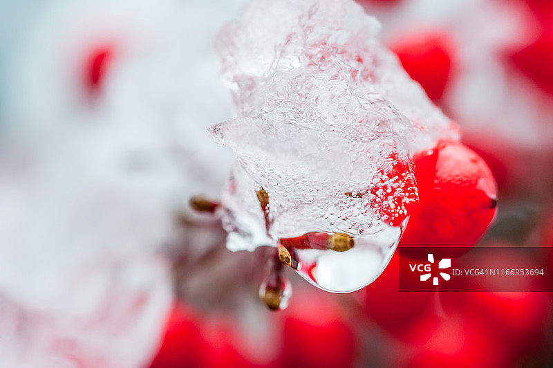 冬天，红浆果上的冰解冻了图片素材