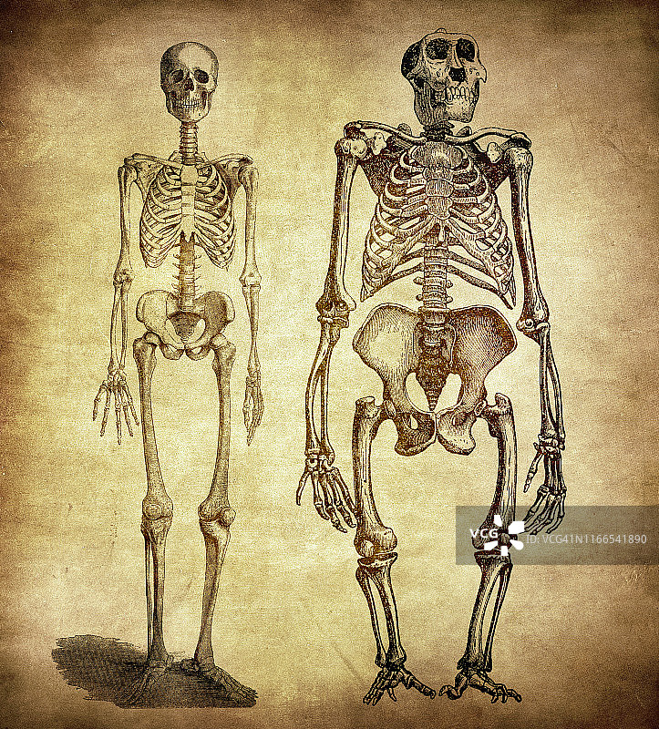 人类和大猩猩骨骼的比较图片素材