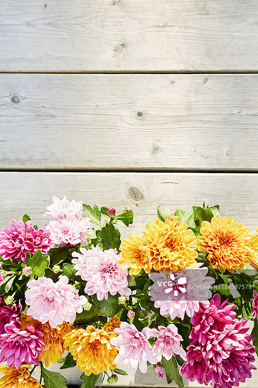 在木背景上的彩色菊花植物的静物，正上方的拍摄种植花卉在花园里图片素材