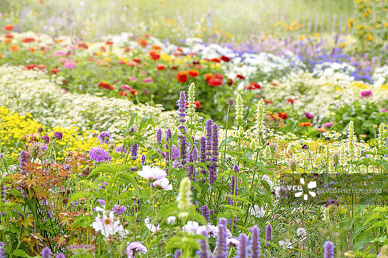 在柔和的夏日阳光下，一个美丽的英国村舍花园，色彩鲜艳的花朵盛开图片素材