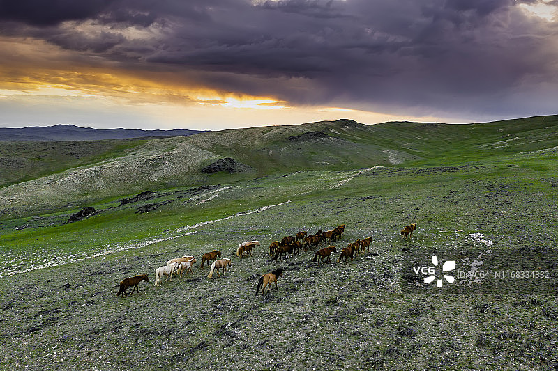 日落时分蒙古大草原上的马。空中vew图片素材