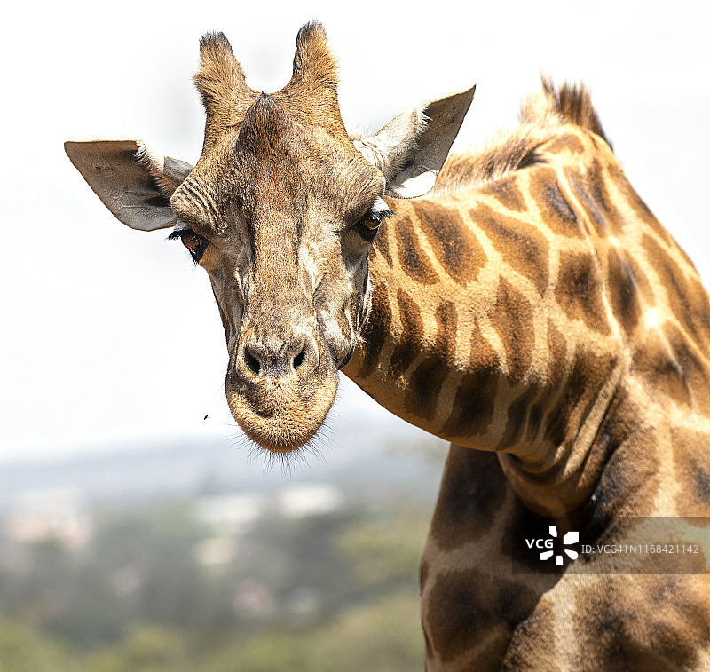 肯尼亚内罗毕公园里，可爱的马赛长颈鹿看着照相机图片素材