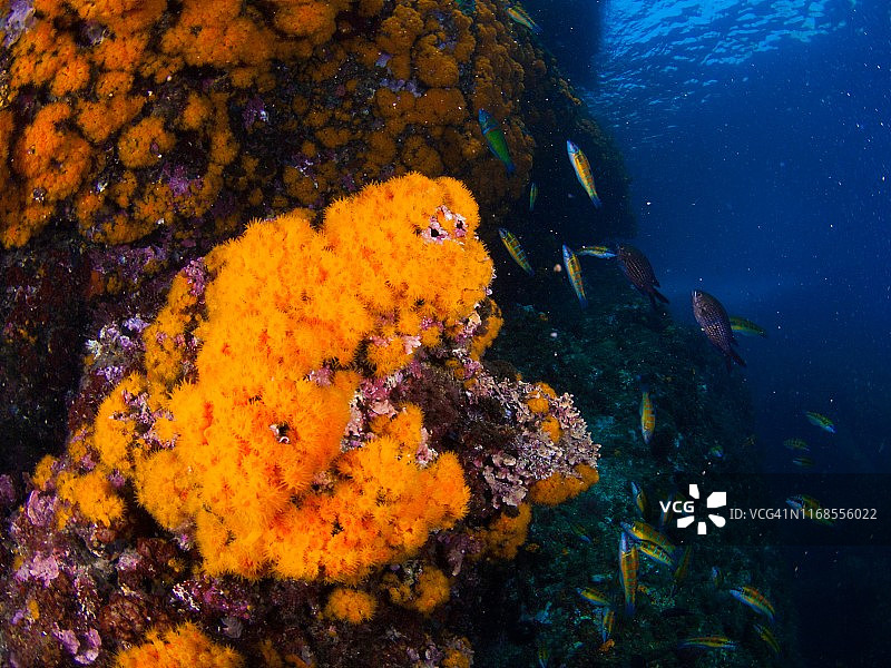 地中海的橙色珊瑚图片素材