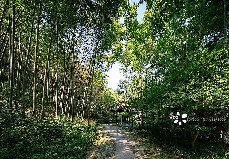 中国杭州郊外的竹林图片素材