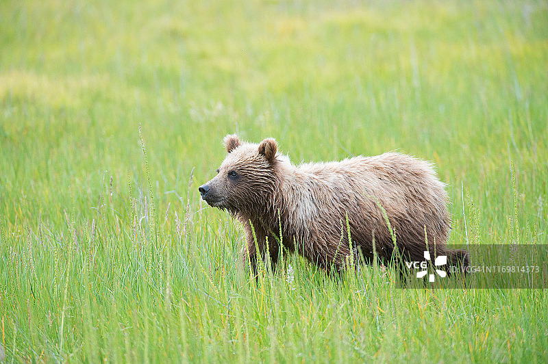 草地上的棕熊幼崽图片素材