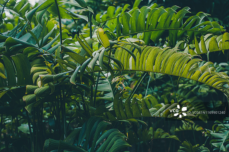 雨林叶子背景图片素材