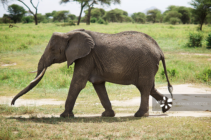 大象，塔兰吉尔国家公园，坦桑尼亚图片素材
