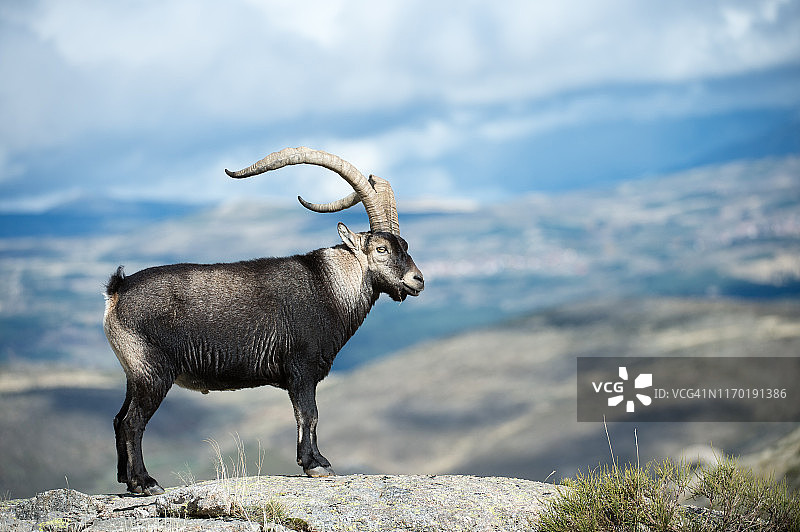 伊比利亚ibex概要图片素材