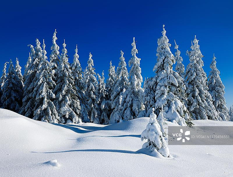 冰雪覆盖的冬季景观，云杉(Picea abies)被雪覆盖，明亮的阳光，蓝天，哈尔茨国家公园，萨克森-安哈尔特，德国图片素材