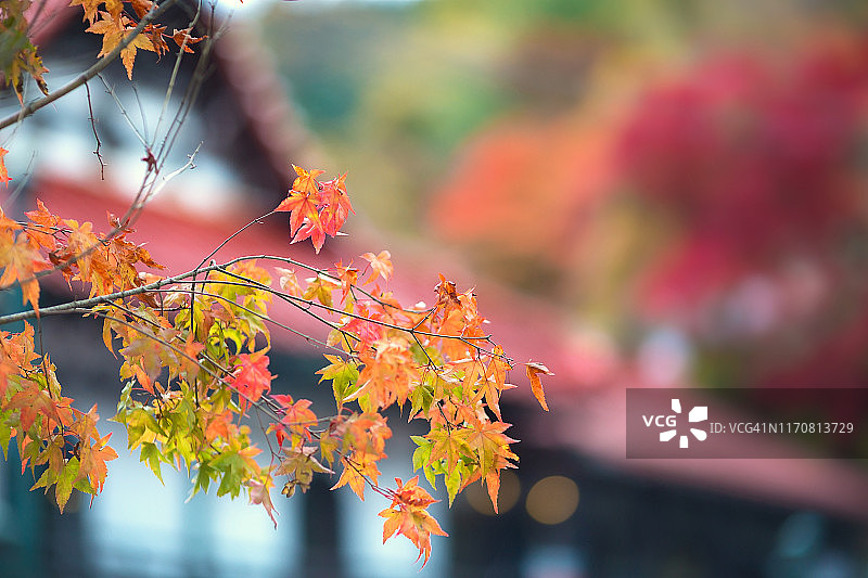 秋叶在日本房子前图片素材