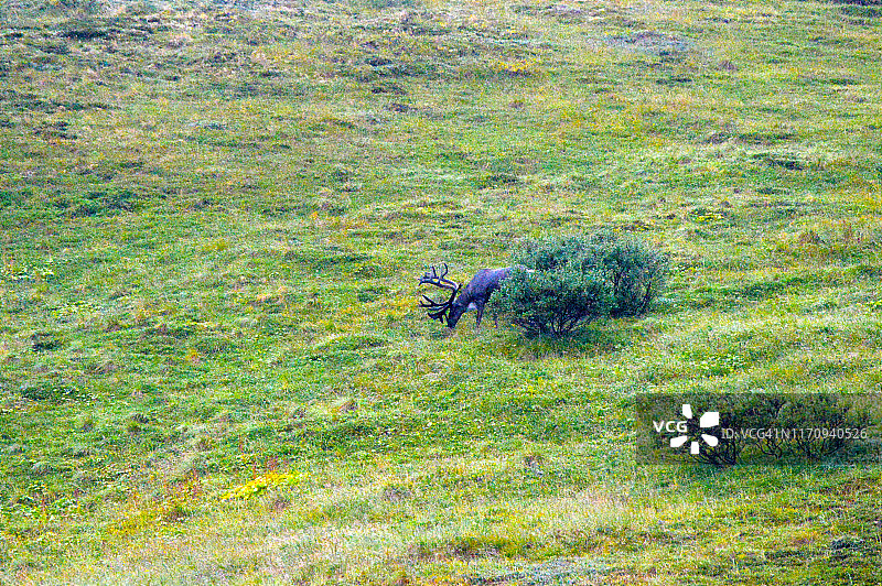 阿拉斯加德纳里国家公园的雄性驯鹿图片素材