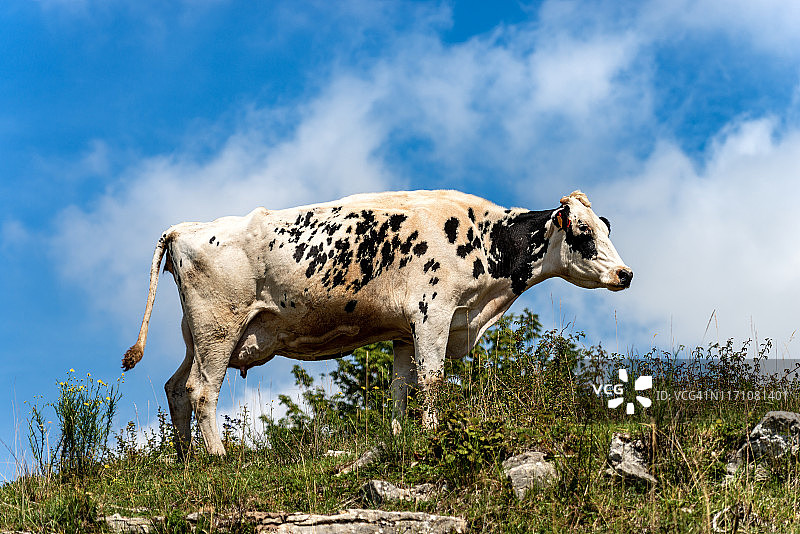 在意大利阿尔卑斯山区放牧的奶牛图片素材