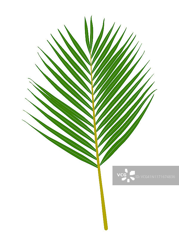 绿色棕榈叶孤立在白色背景上。矢量插图EPS10图片素材