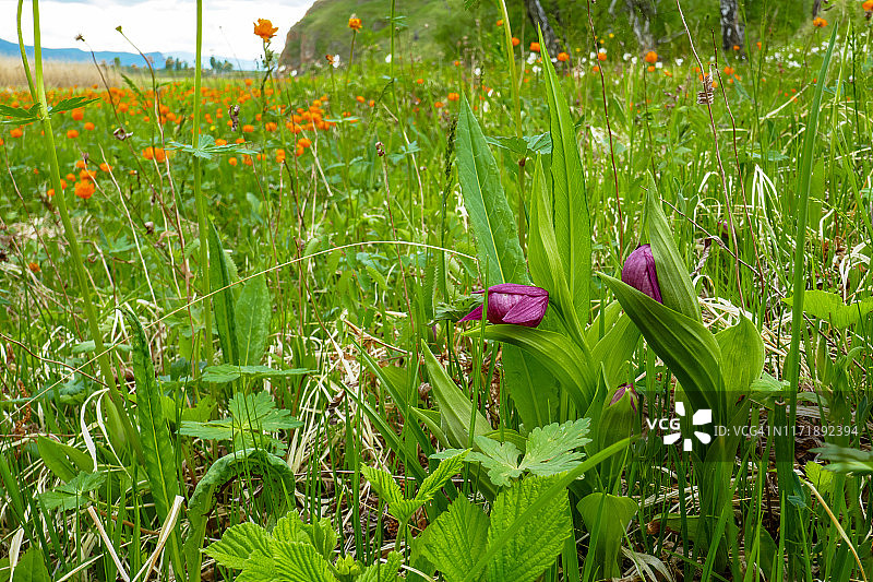 开着花的草地在萨彦山山麓。图片素材