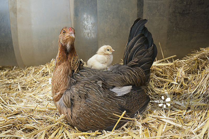 小鸡坐在稻草里的母鸡上面图片素材