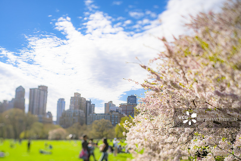 4月16日，在美国纽约市中央公园，樱花盛开。图片素材