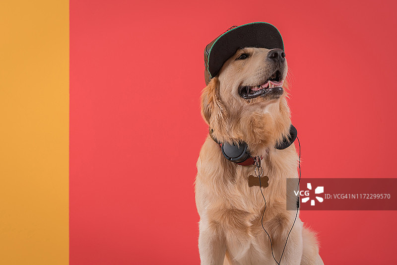 戴着耳机和帽子的金毛猎犬图片素材