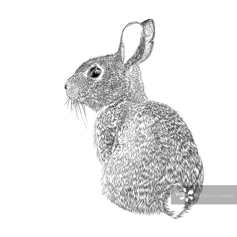 复活节兔子矢量墨水画图片素材